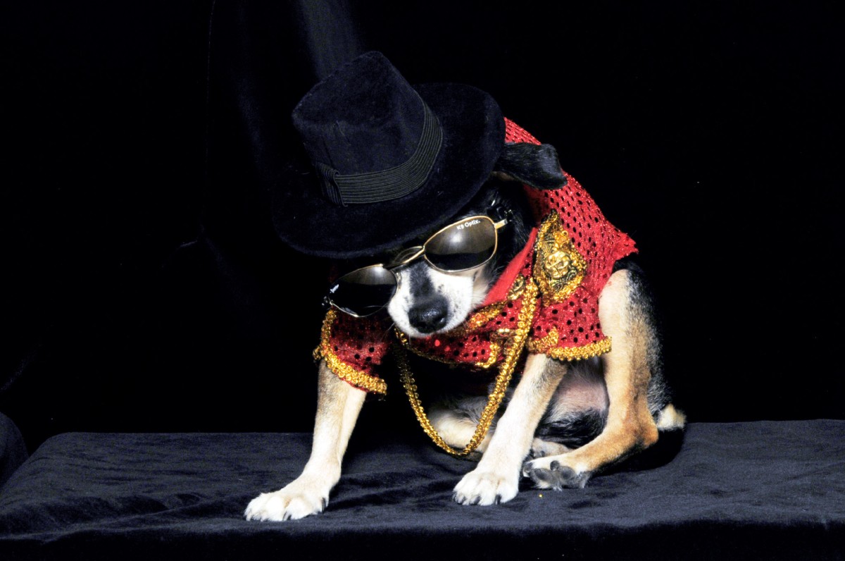  - anthony-rubio-king-of-pop-michael-jackson-couture-dogs-pet-fashion
