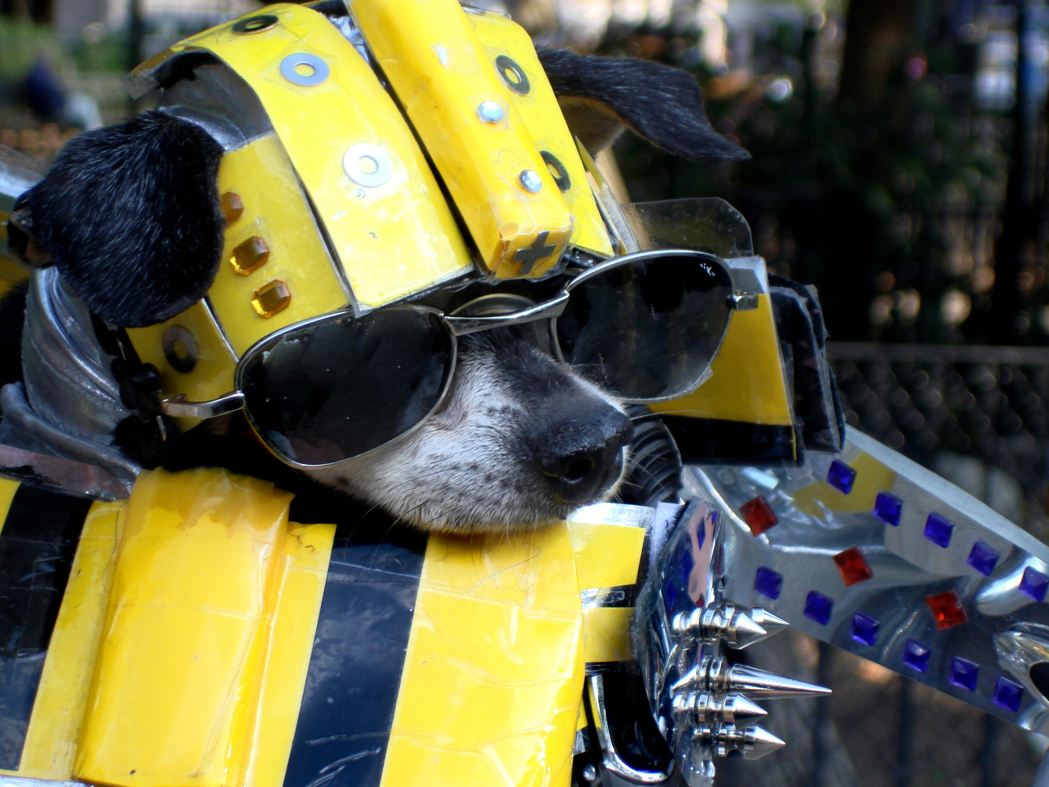 anthony-rubio-transformers-couture-dogs-