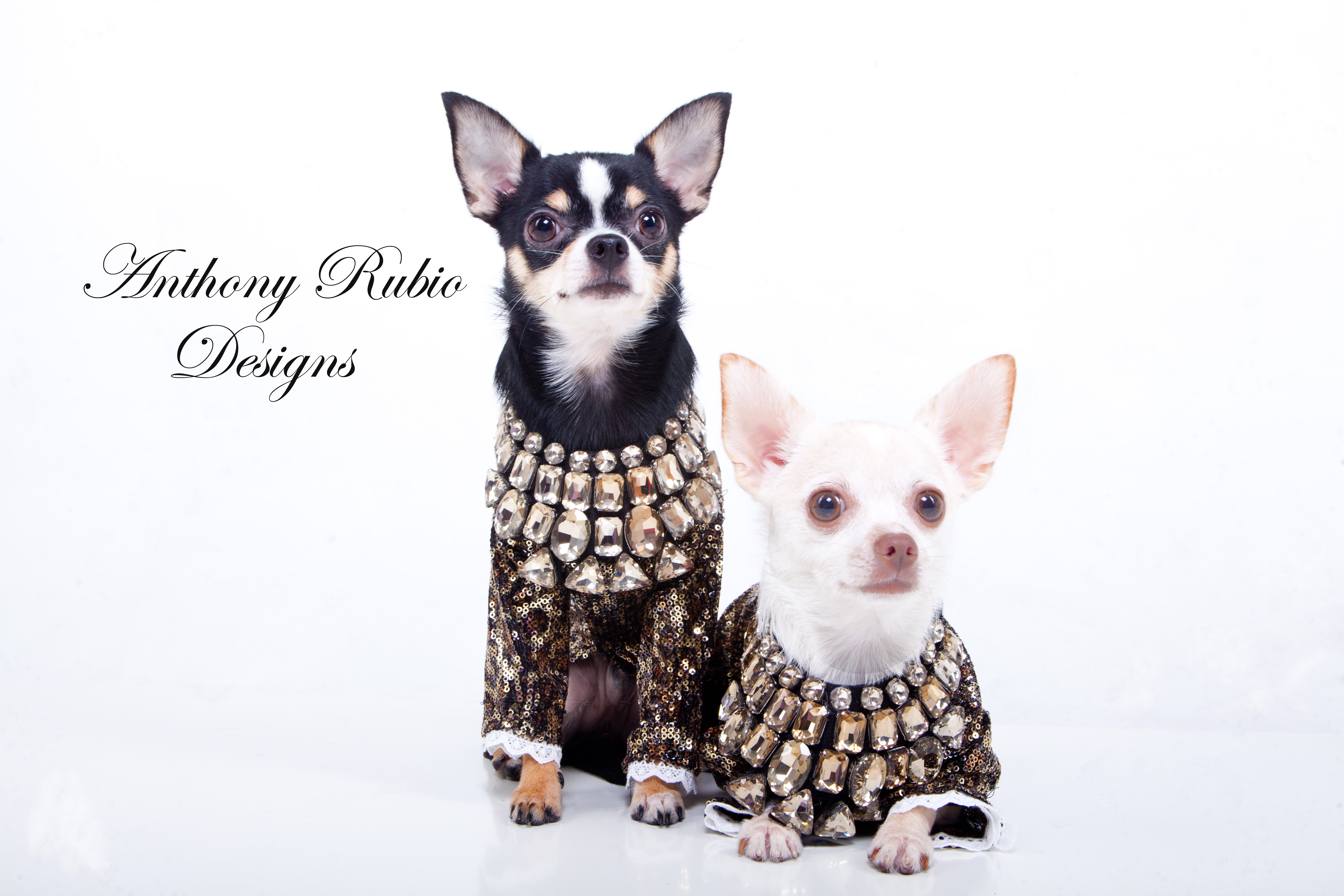 Bogie and Kimba are wearing Anthony Rubio Designs (Photo by Yoni Levy)