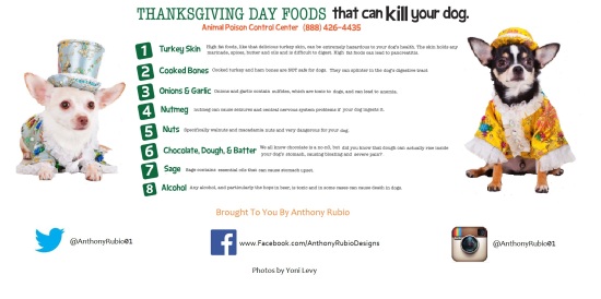 Anthony Rubio's Tips For A Safe Thanksgiving For Your Dog