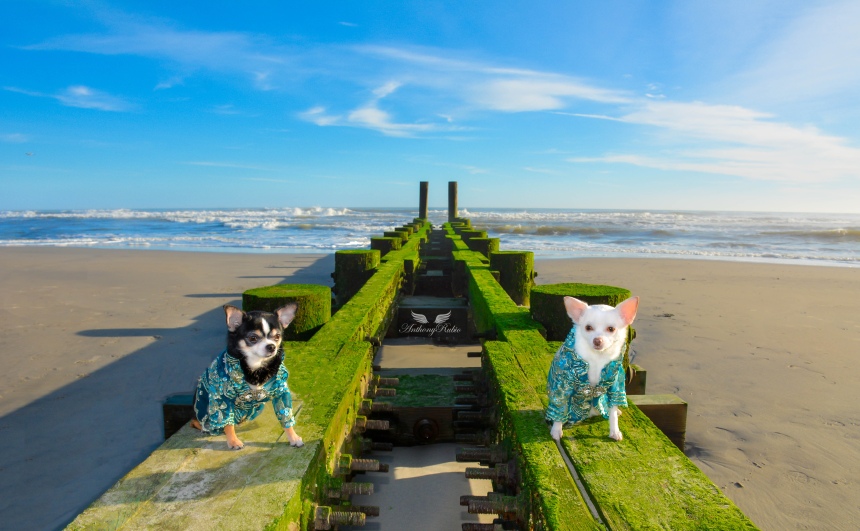 Chihuahuas Bogie and Kimba wearing Dog Fashion by Anthony Rubio