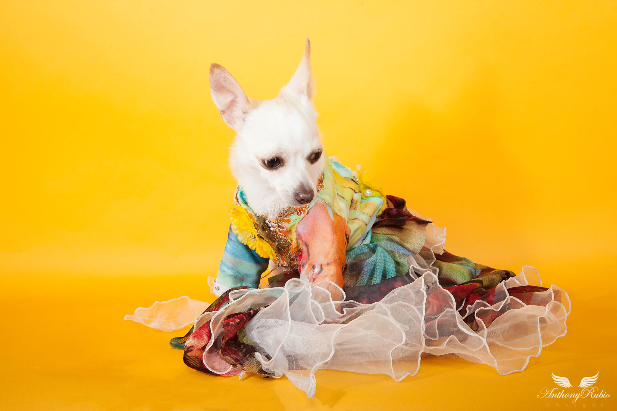 Dog Fashion by Anthony Rubio - Gowns For Dogs