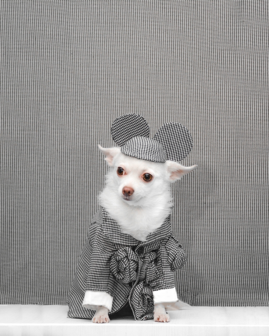 Pet Couturier Anthony Rubio recreated iconic creations by Rei Kawakubo for Comme des Garcons as a tribute for the 2017 Met Gala.