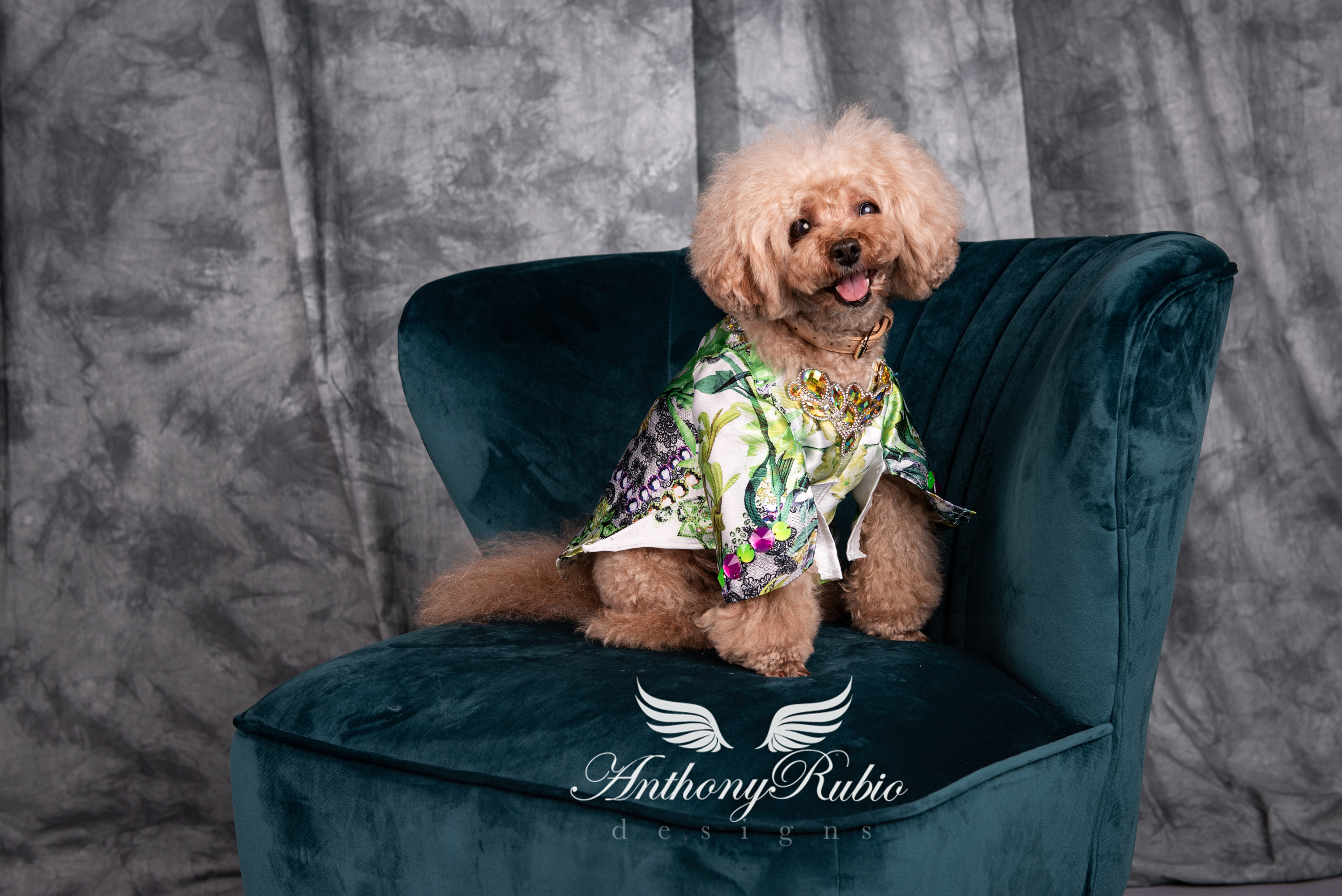 Anthony Rubio, Dog Fashion, Canine Couture, Pet Fashion,